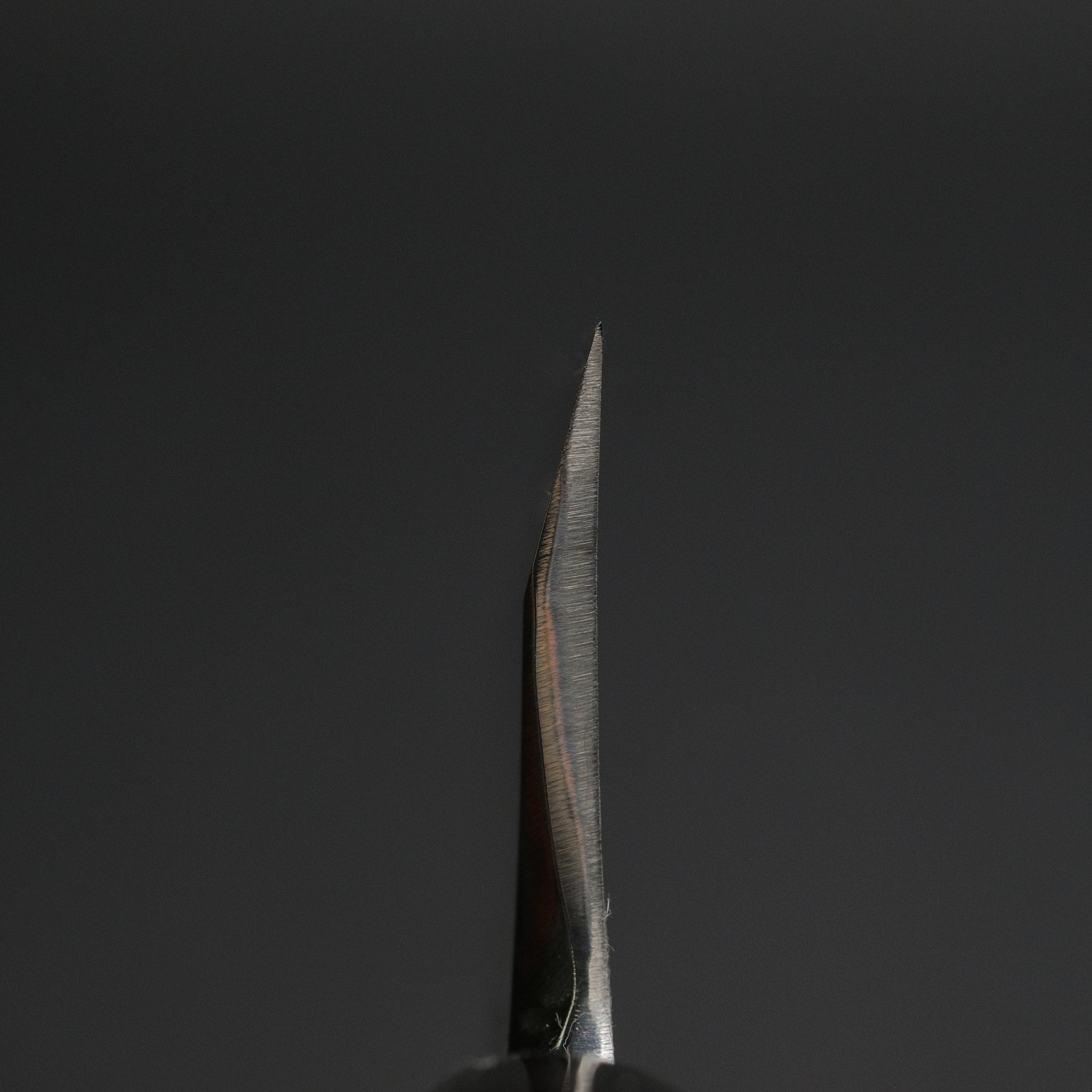 Sakai Kikumori Shironiko White 